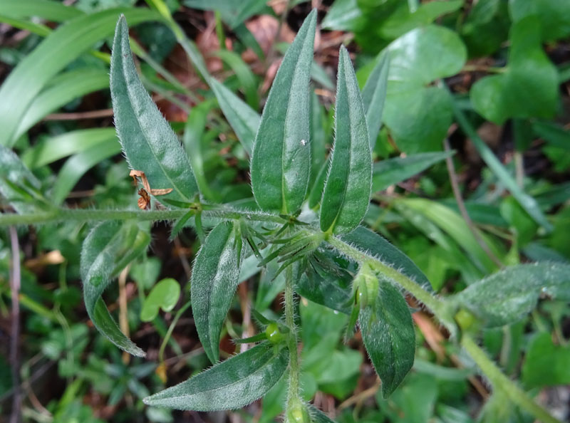 Aegonychon purpurocaeruleum (= Buglossoides purpurocaerulea) - Boraginaceae